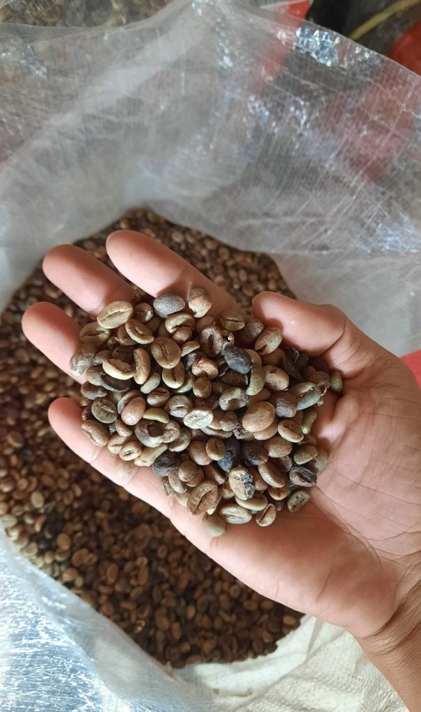 BIJI KOPI ROBUSTA - KARUNG GONI