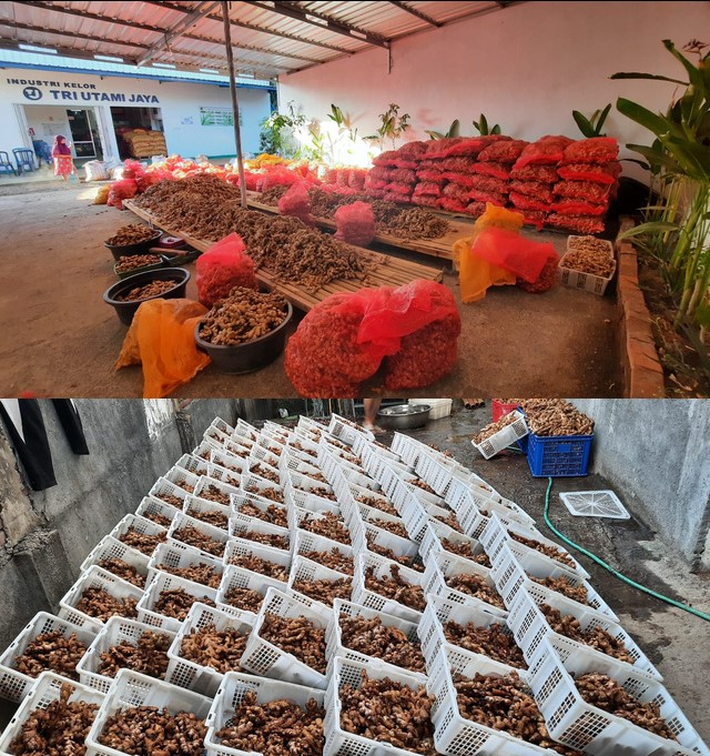 JAHE GAJAH 30, 80, 100 GRAM KE ATAS - KARUNG WARING/KERANJANG BUAH